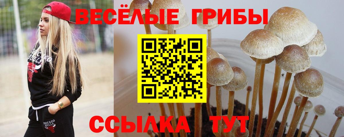 Сызрань  Псилоцибиновые грибы MAGIC MUSHROOMS  Вход с VPN  Псилоцибиновые грибы MAGIC MUSHROOMS 