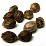 Семена марихуаны АК-47  (Seeds AK-47) в Сызрани